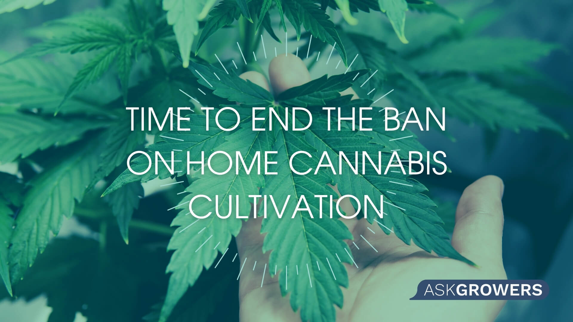 Why Is It Time to End the Ban on Home Cannabis Cultivation in the United States?