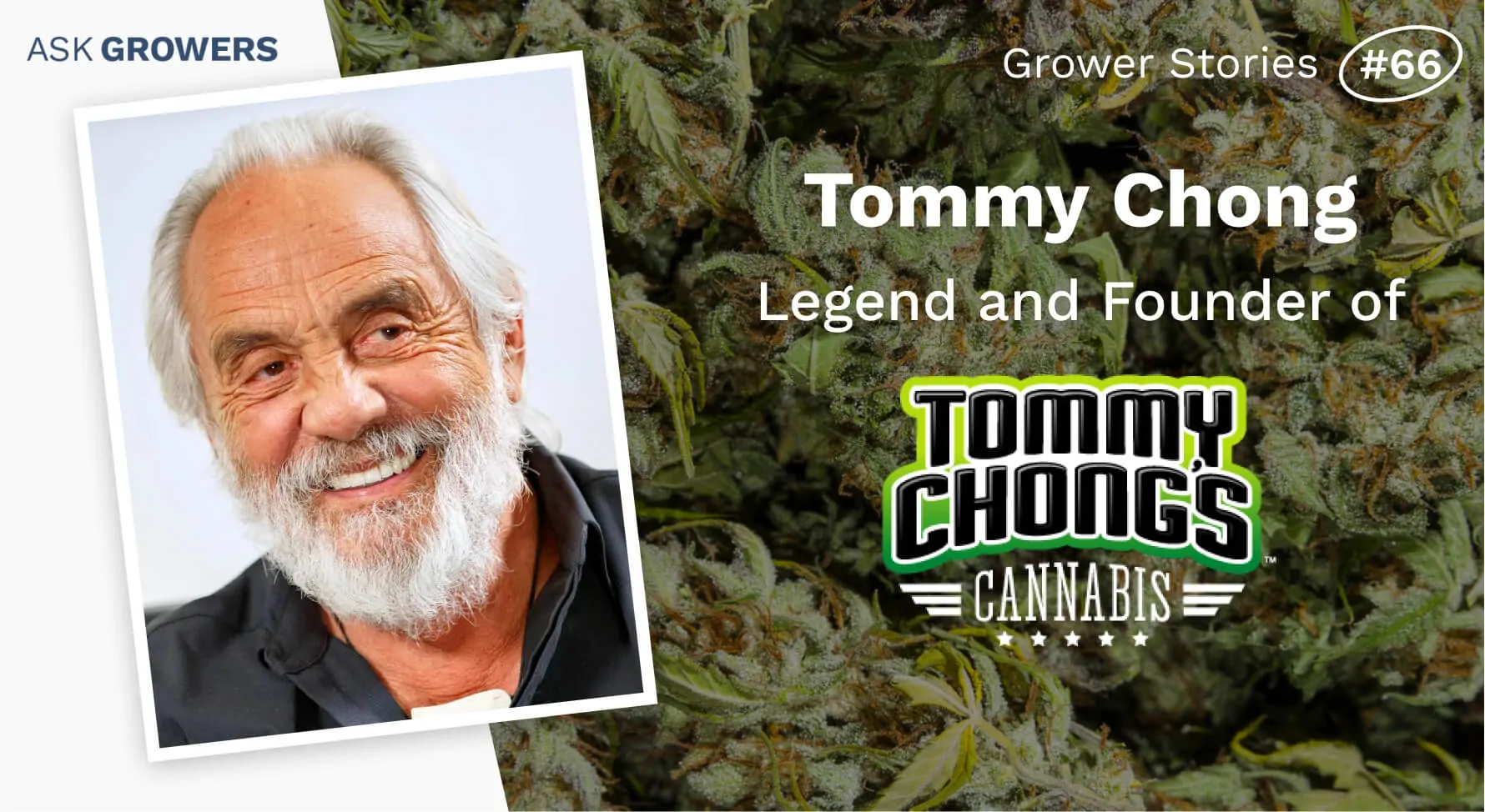 Grower Stories #66: Tommy Chong