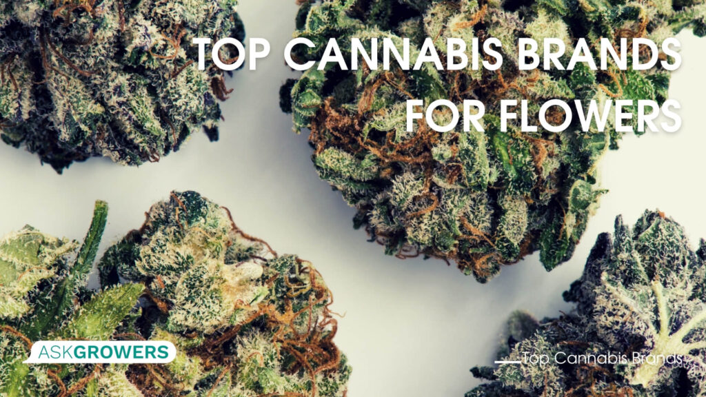 Top Cannabis Brands for Flowers