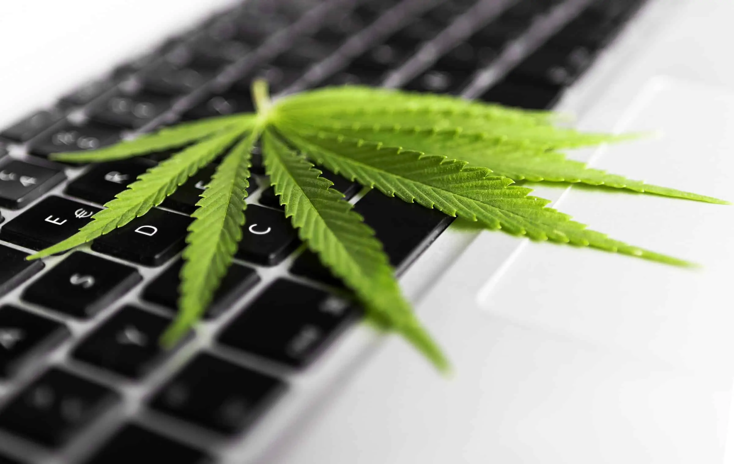 10 Best Strains To Work From Home
