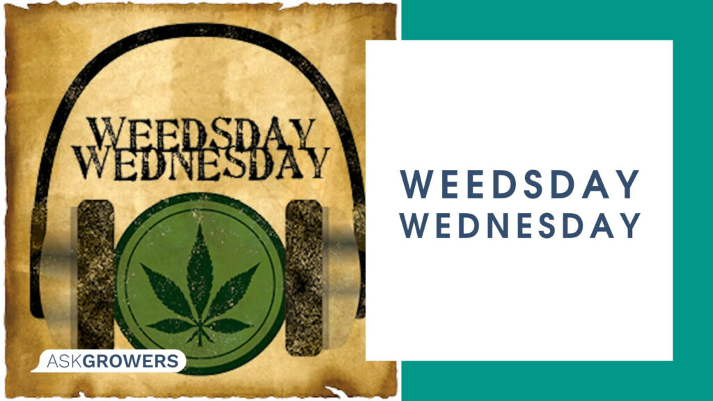 Weedsday Wednesday Podcast