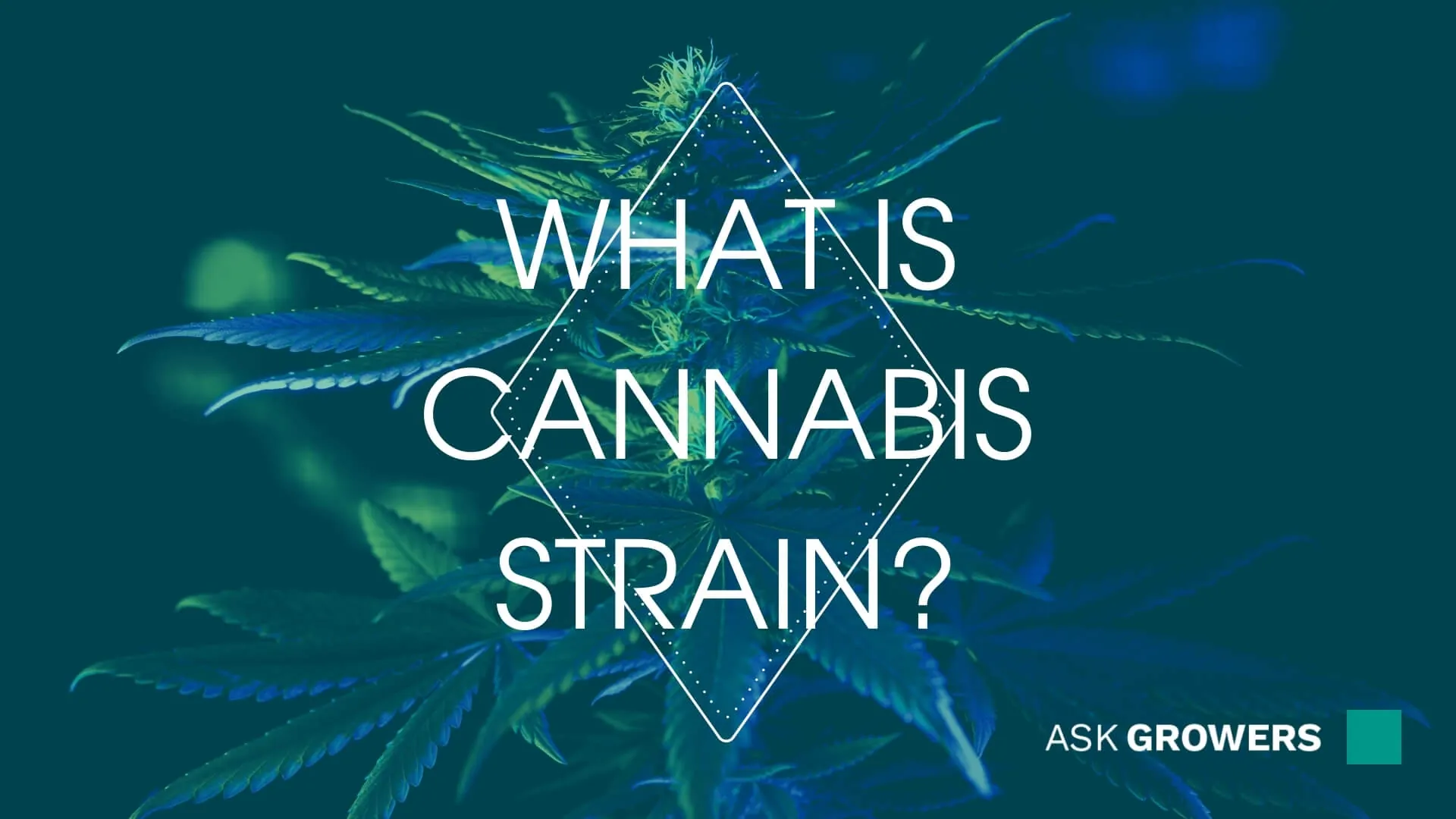 What Is Cannabis Strain?