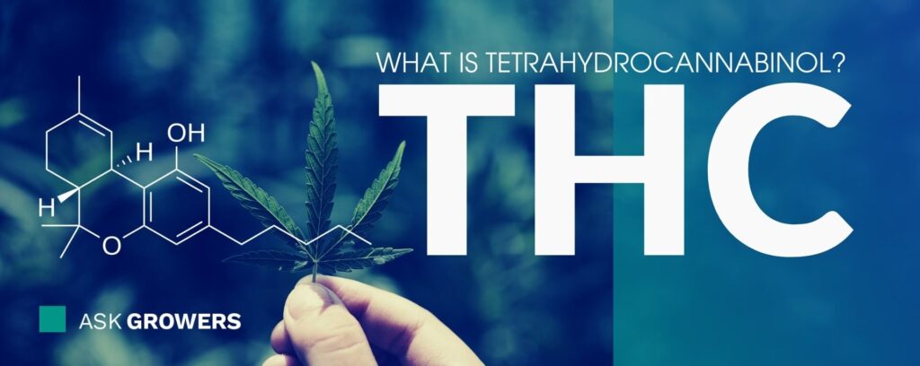 What Is Tetrahydrocannabinol