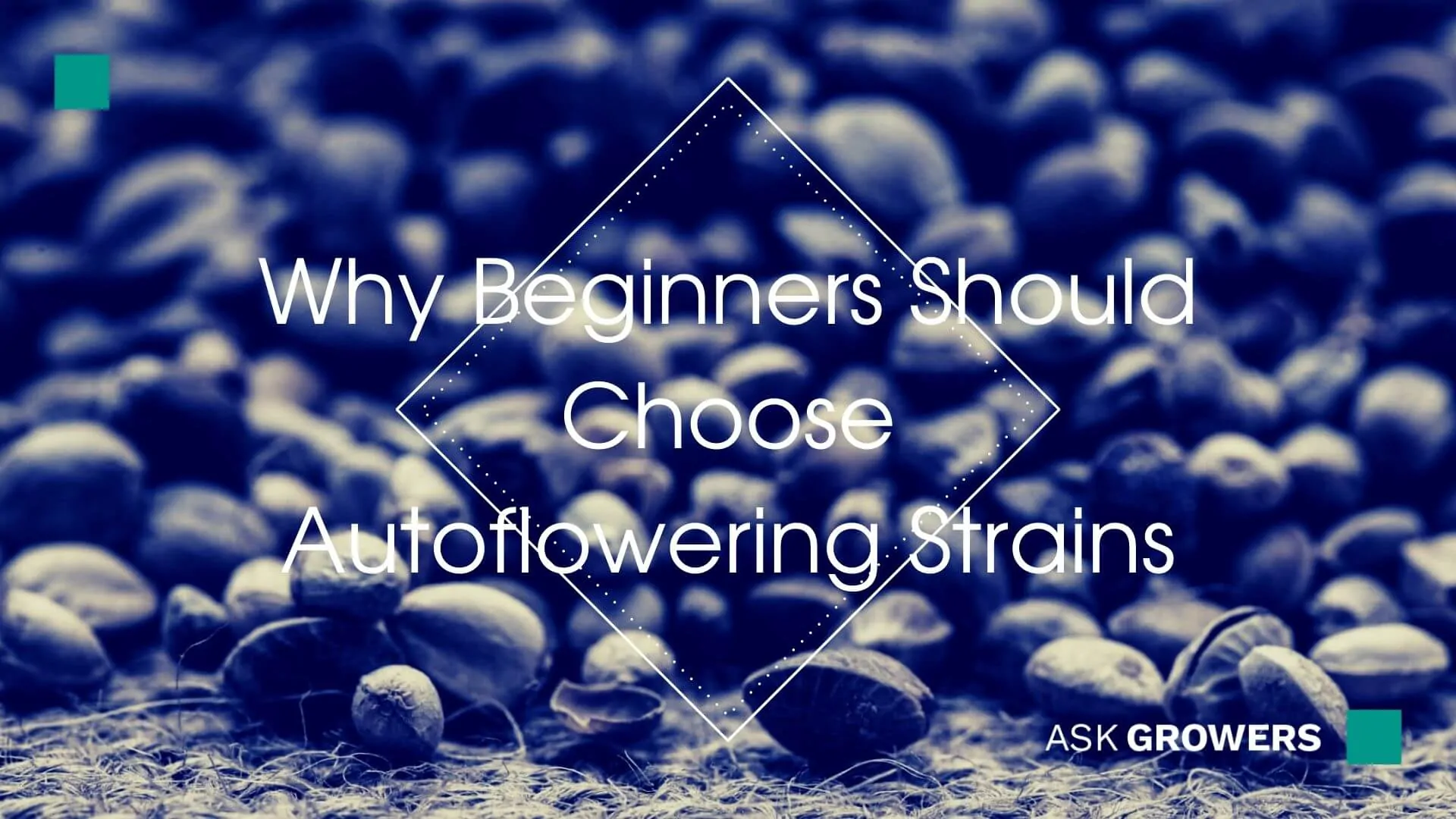 Growing Autoflowering Seeds – Why Beginners Should Choose Autoflower Strains for Effortless Cultivation