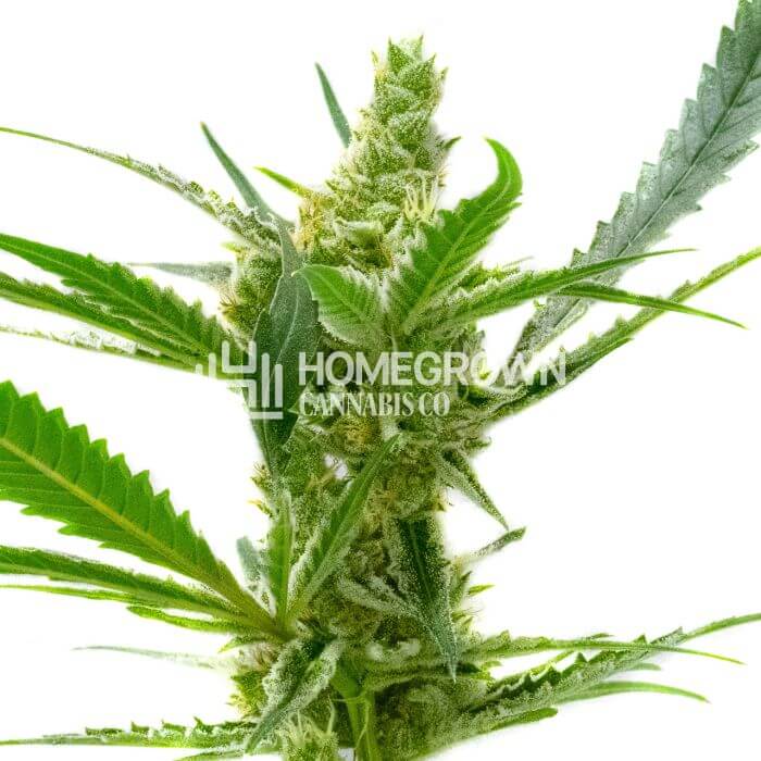 CBD Kush Seeds for sale