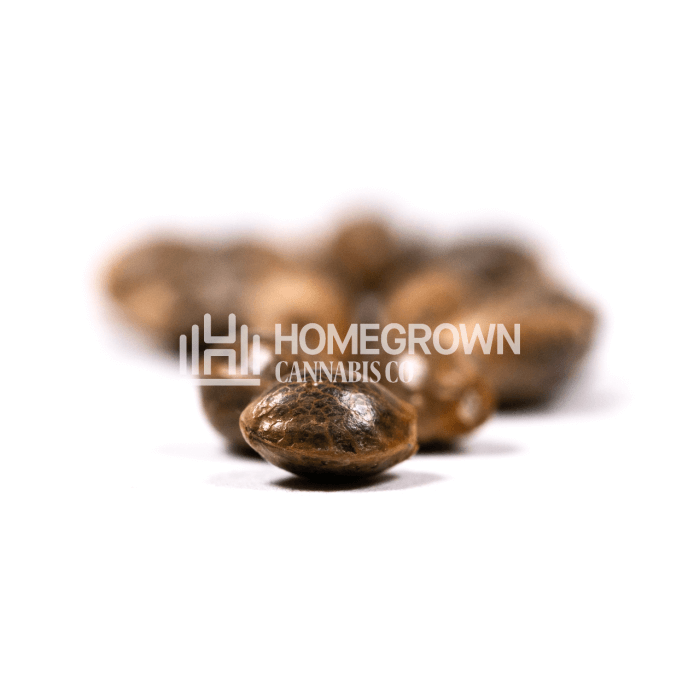 CBD Girl Scout Cookies Seeds for sale
