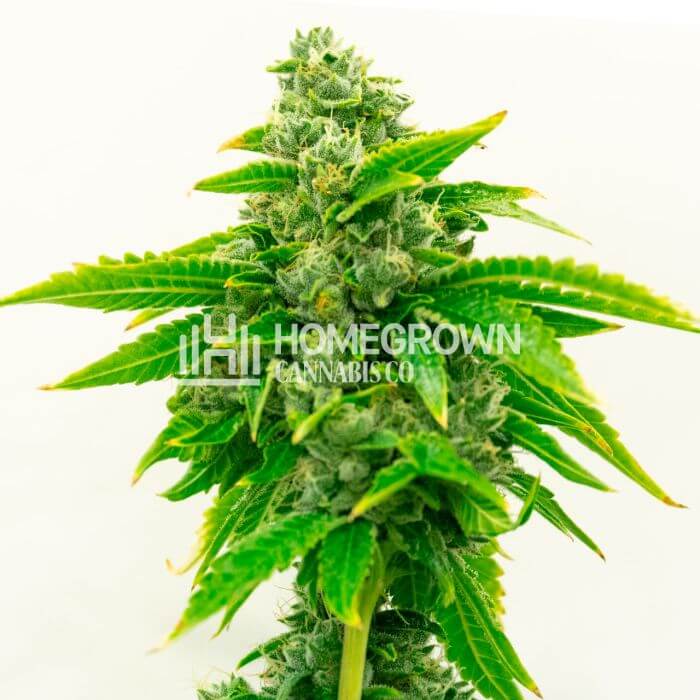 CBD 1-CA Ratio 1:20 Seeds for sale