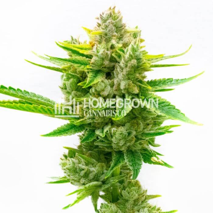 CBD Critical Mass Seeds for sale