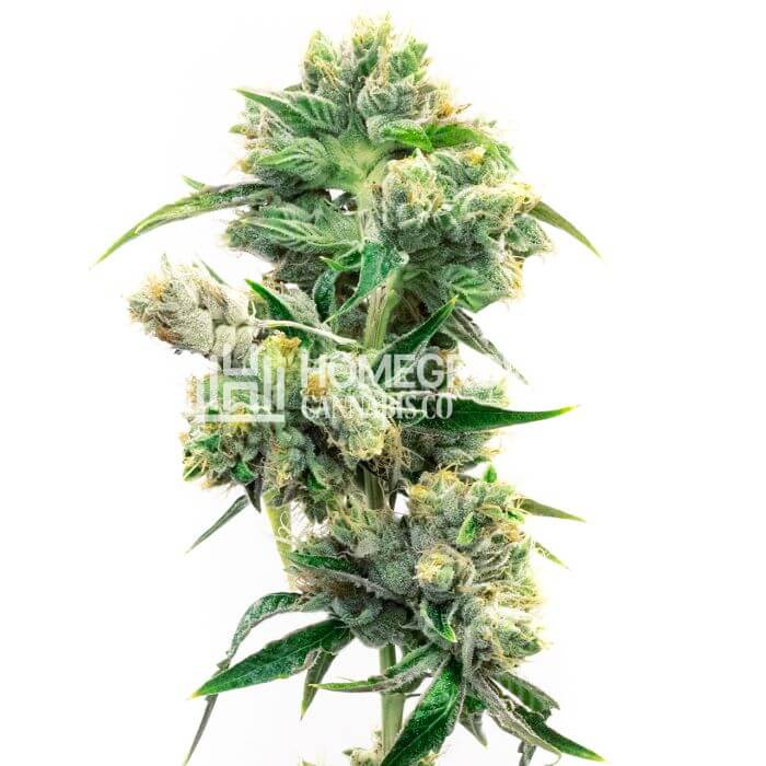 CBD Super Silver Haze Seeds for sale