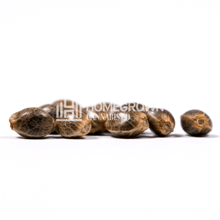 CBD Mamba Negra Seeds for sale