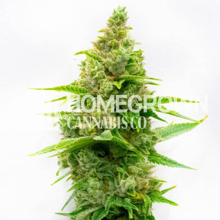 Humboldt Seeds for sale