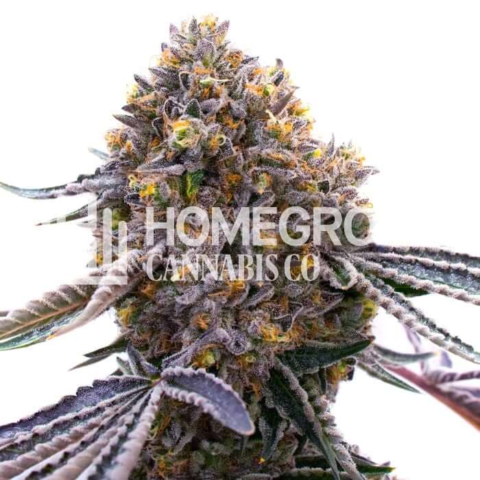 Ultraviolet Og Seeds for sale