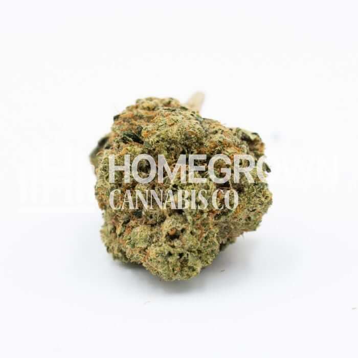 Dutch Treat Seeds for sale