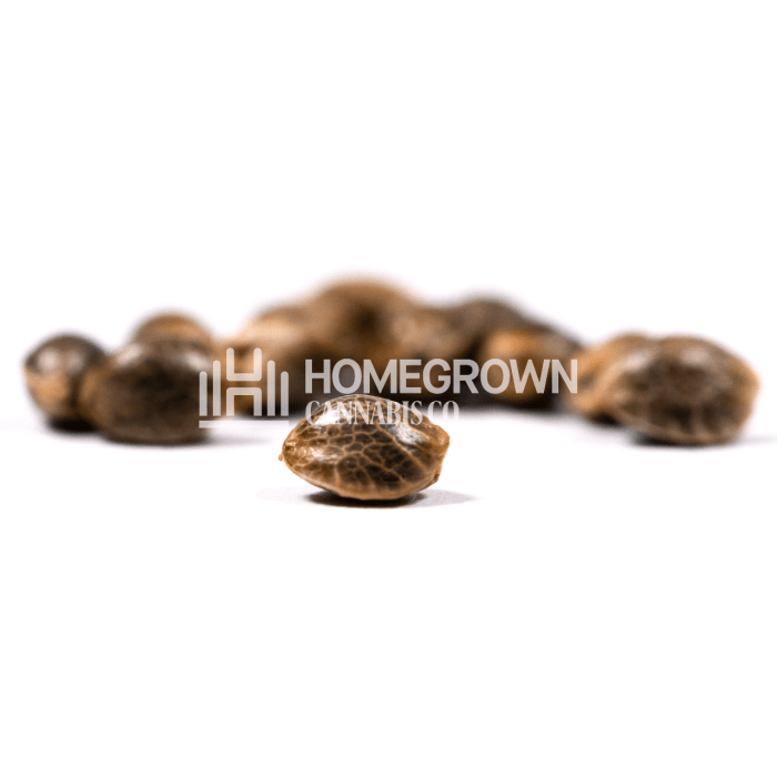 Chocolope Seeds for sale