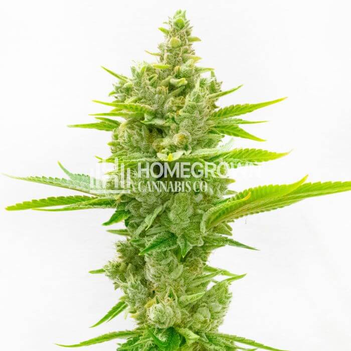 CBD Ratio 1:30 Seeds for sale