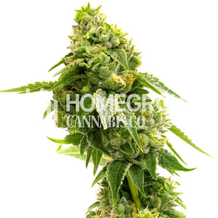 Gorilla Glue Lemon Seeds for sale