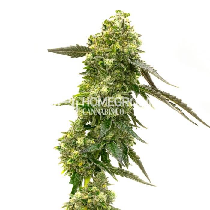 CBD Mexican Seeds for sale