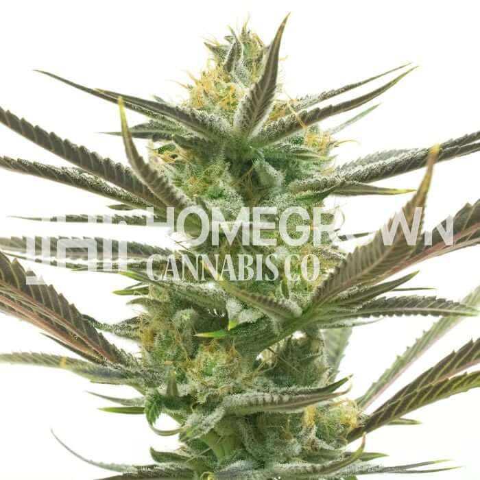 White Widow Seeds for sale