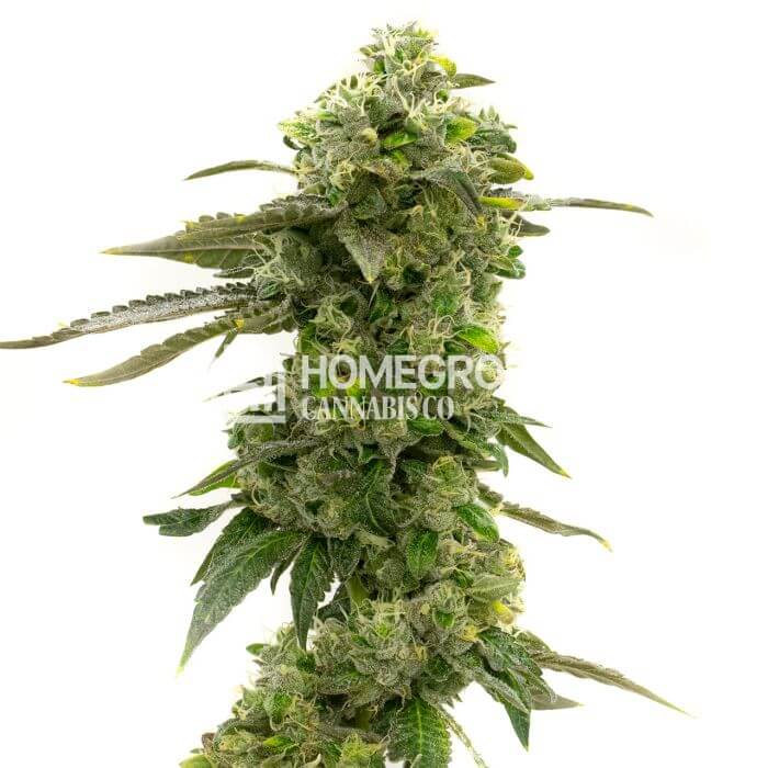 CBD MediBerry Seeds for sale