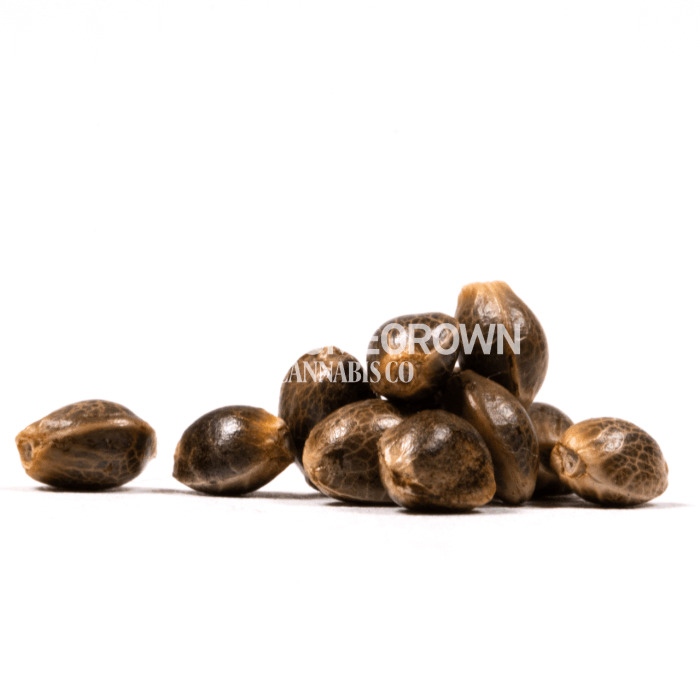 CBD Harlequin Kimbo Kush Seeds for sale