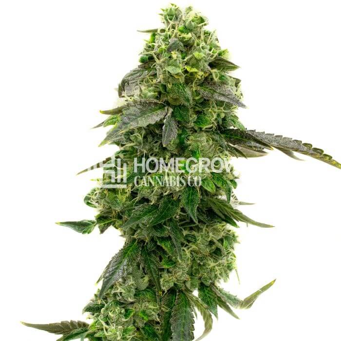 CBD Supreme Durban Seeds for sale