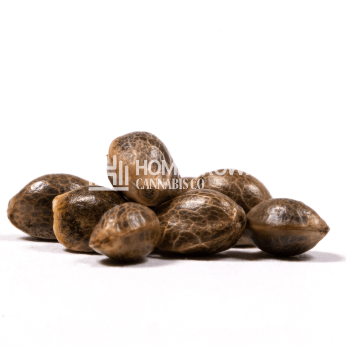 CBD Supreme Durban Seeds for sale