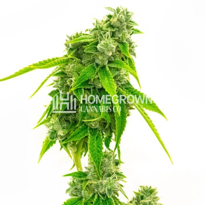 CBD Diesel Seeds for sale