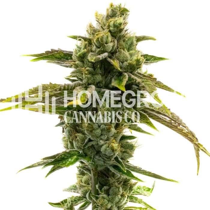 Cbd Black Domina Seeds for sale