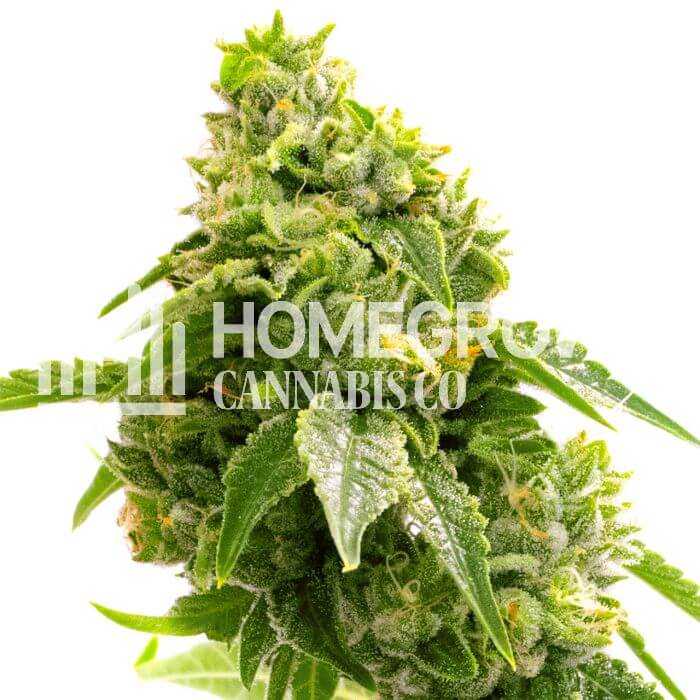 Gorilla Glue Lemon Seeds for sale