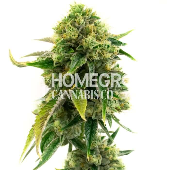 Ak 47 Seeds for sale