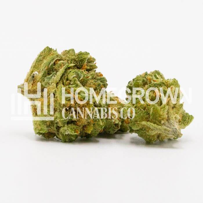 White Russian Seeds for sale