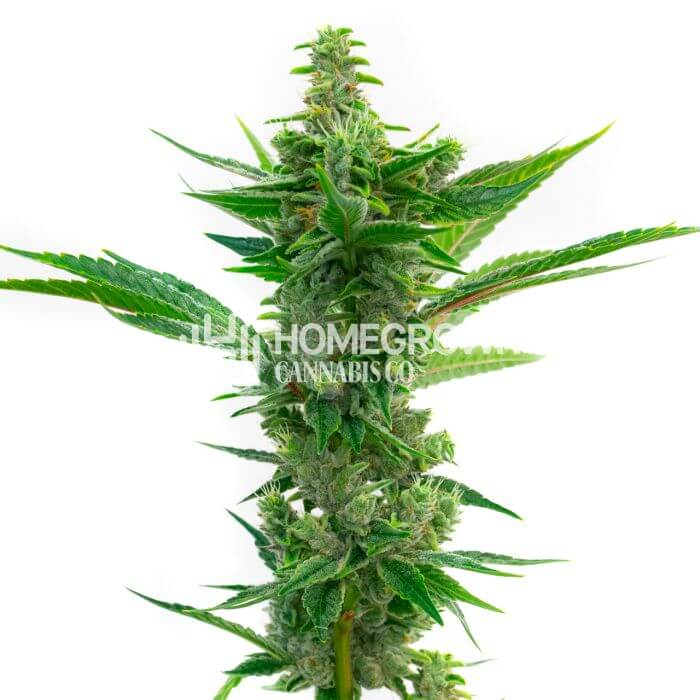 CBD Mamba Negra Seeds for sale