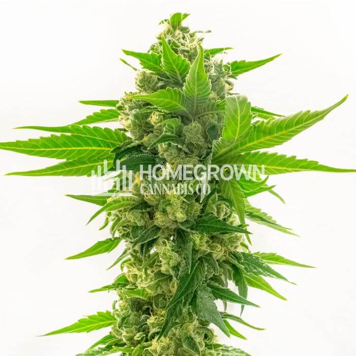 CBD Cheese Seeds for sale