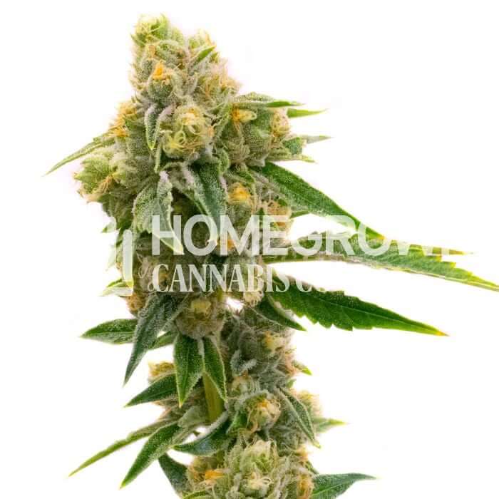 Sour Skies Seeds for sale