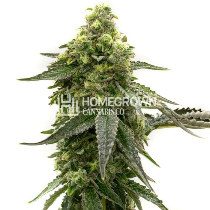 CBD Tangie Seeds for sale