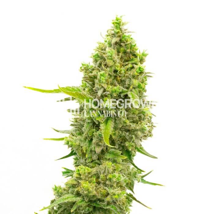 CBD White Widow Seeds for sale