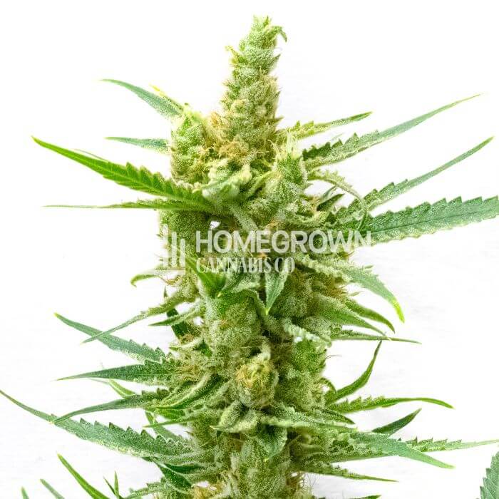 Harlequin Kush Seeds for sale