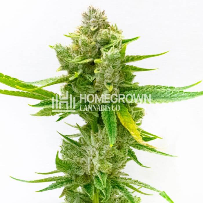 CBD Sister Act Seeds for sale