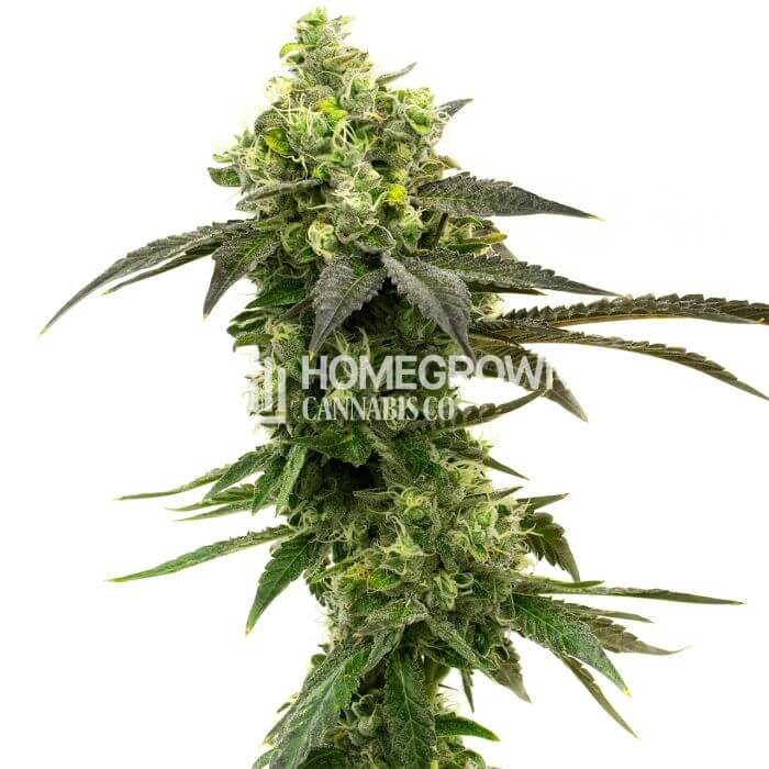 Gorilla Glue Seeds for sale