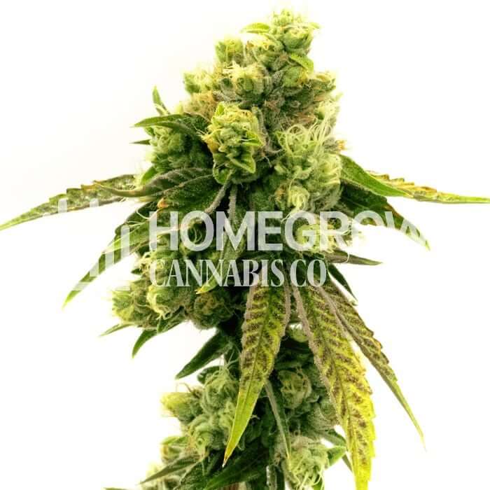 Cbd Sour Lemon Seeds for sale