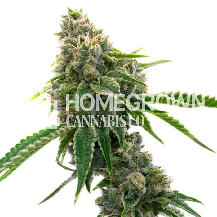 Mexican Haze Seeds for sale