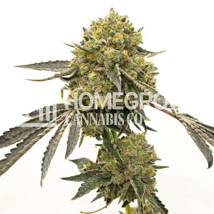 Critical Seeds for sale