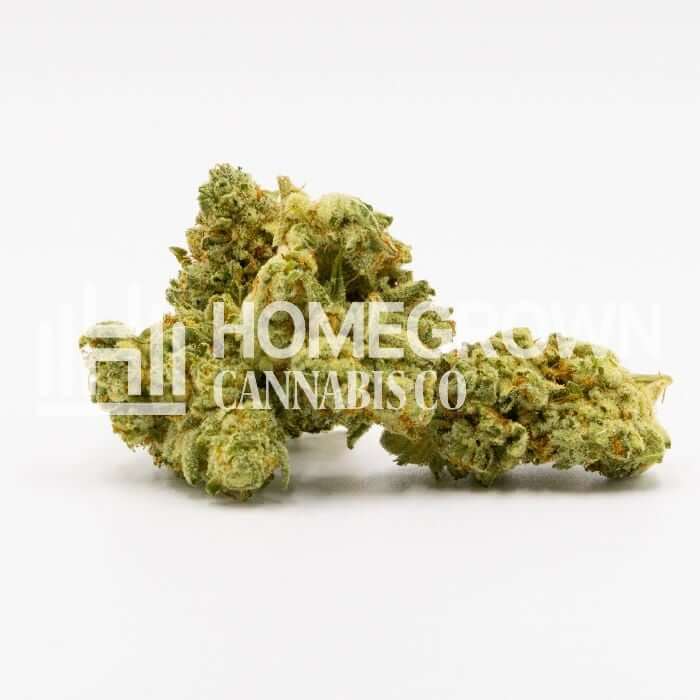 Critical Bilbo Seeds for sale