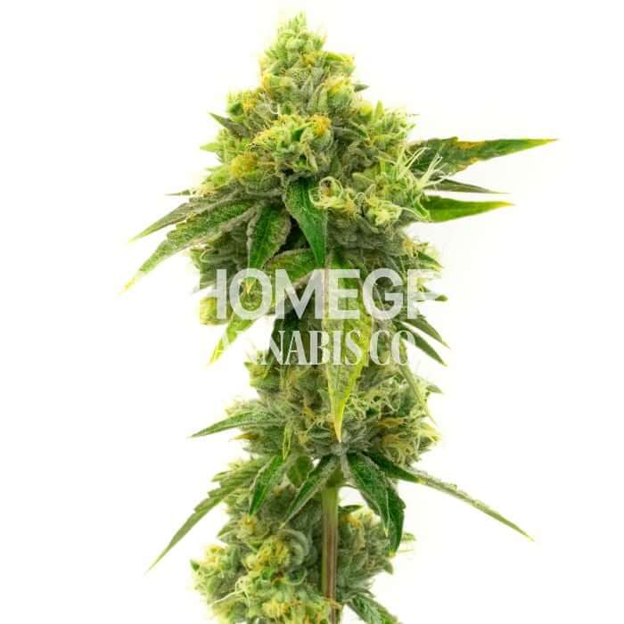 Moby Dick Seeds for sale