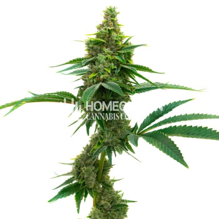 CBD Mamba Negra Seeds for sale