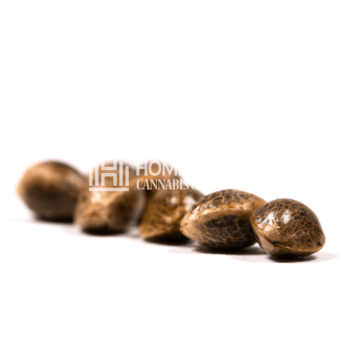 CBD Mamba Negra Seeds for sale