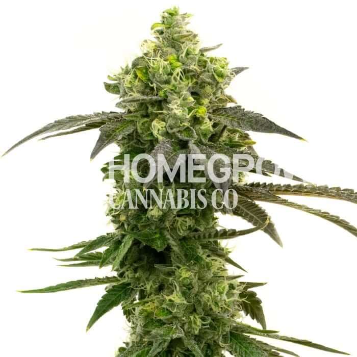 Haze Seeds for sale