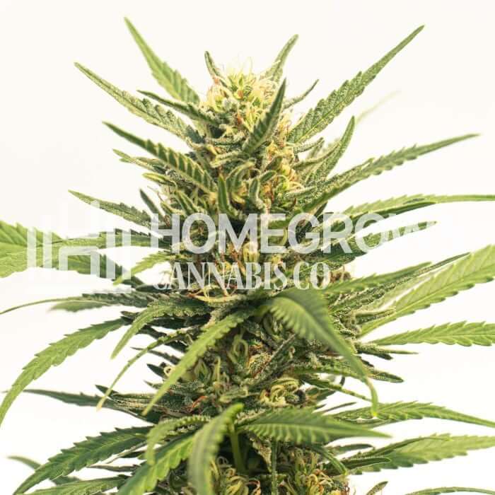 Durban Poison Seeds for sale