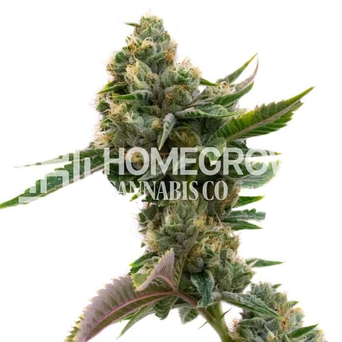 Pure Indica Seeds for sale