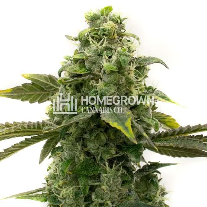 CBD ACDC Seeds for sale